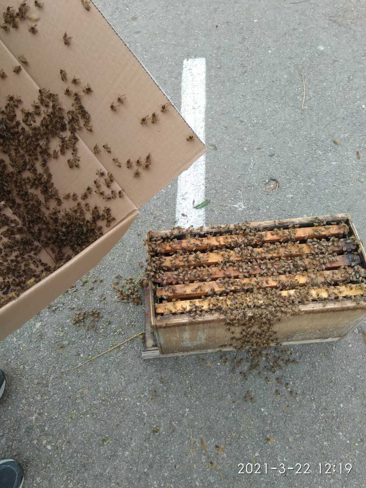 פינוי דבורים בצורה יעילה