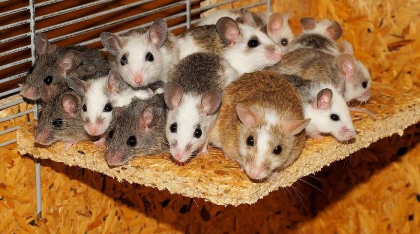 הרחקת עכברים טבעית
