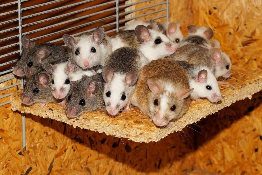 הרחקת עכברים טבעית